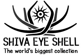 Shiva Eye Shell